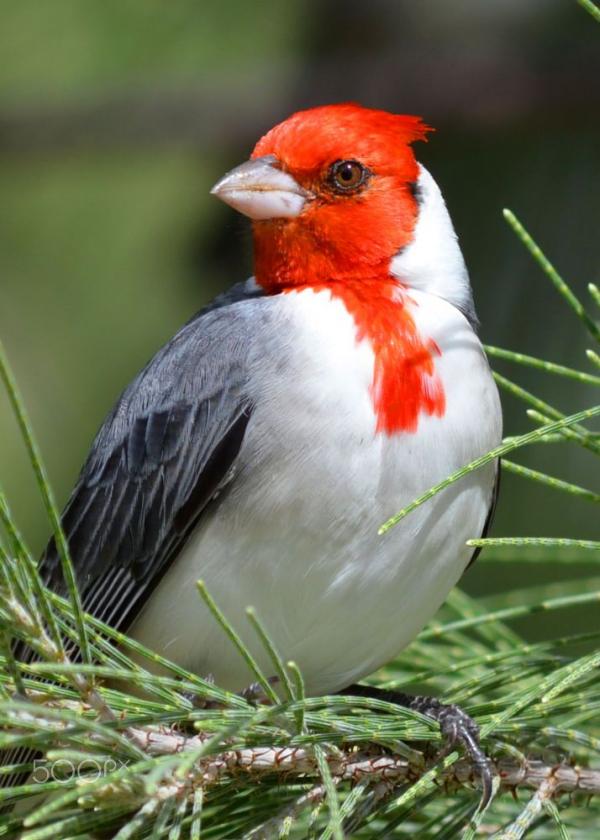 Red-Crested Cardinal clipart