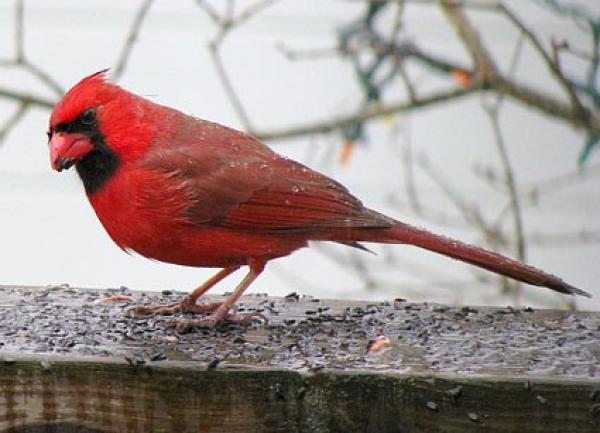 preview Red-Crested Cardinal coloring