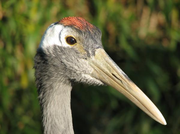 preview Red-crowned Crane svg