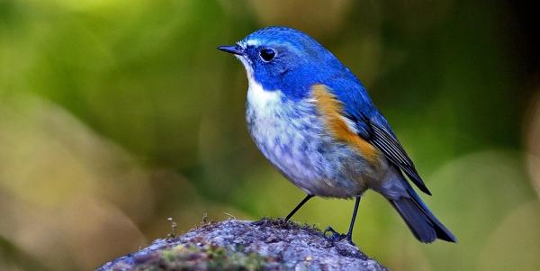 preview Red-flanked Bluetail coloring