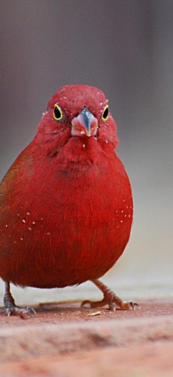 preview Red-masked Finch coloring