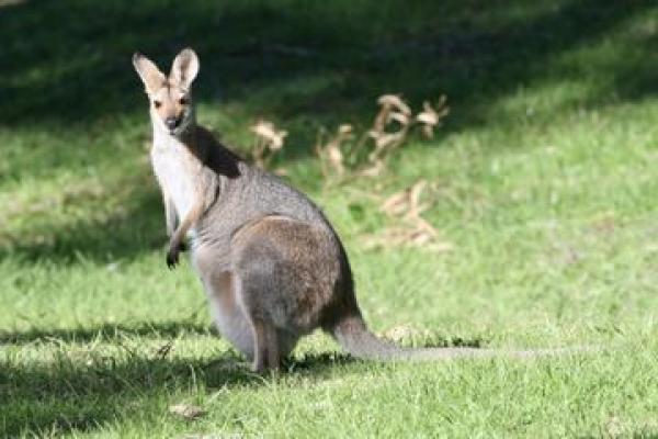 preview Red-necked Wallaby svg