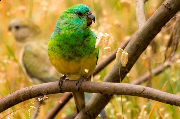 preview Red-rumped Parrot svg