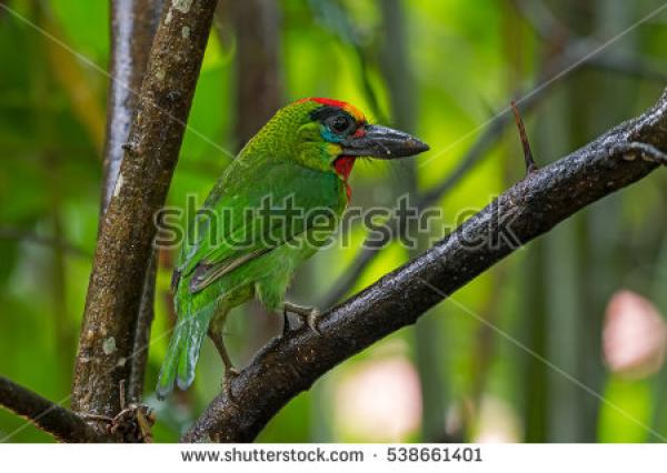 Red-Throated Barbet clipart