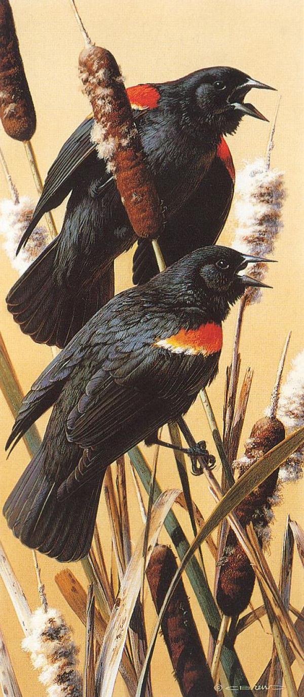 Red-winged Blackbird svg