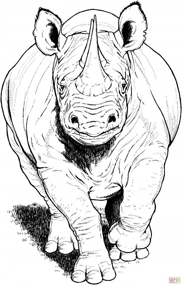 Rhino coloring
