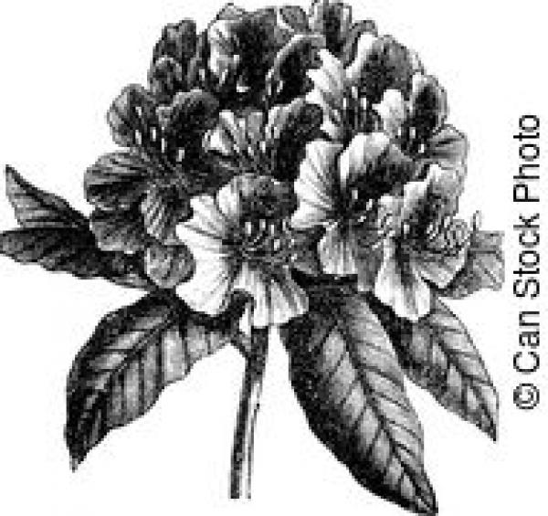 Rhododendron clipart