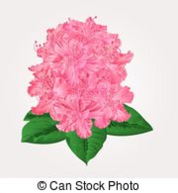 preview Rhododendrun clipart
