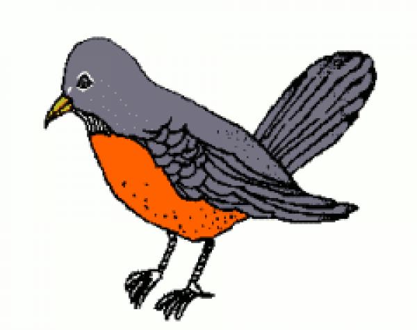 Robin clipart