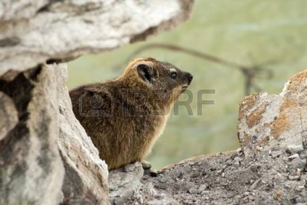 Rock Hyrax clipart