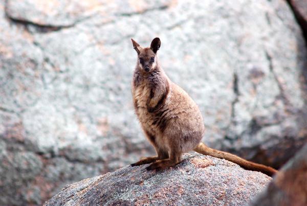Rock Wallaby clipart