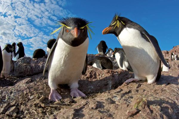 Rockhopper Penguin svg