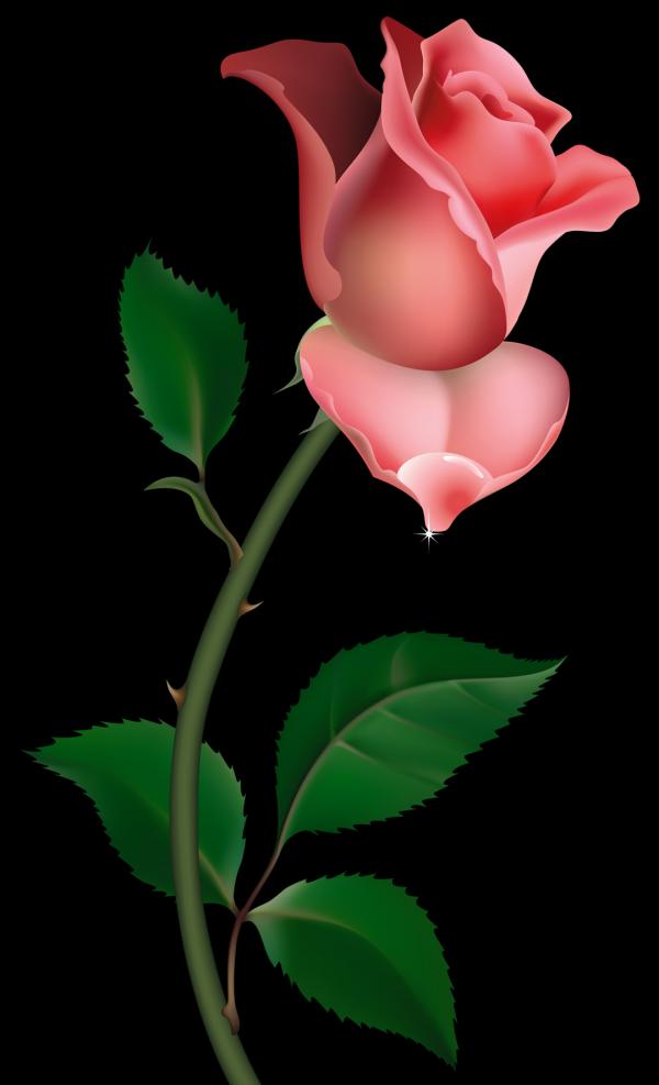 preview Rose clipart