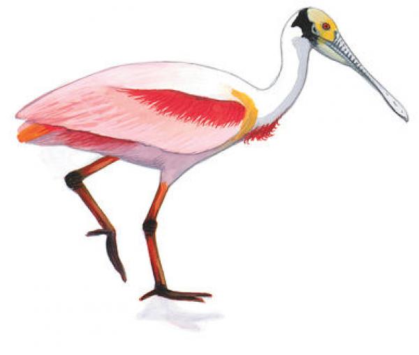 Roseate Spoonbill clipart