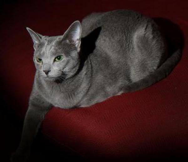 preview Russian Blue coloring