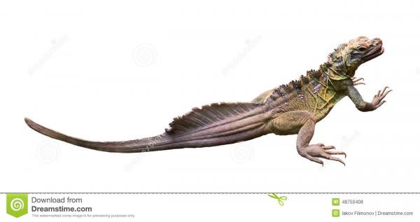 Sailfin Lizard clipart