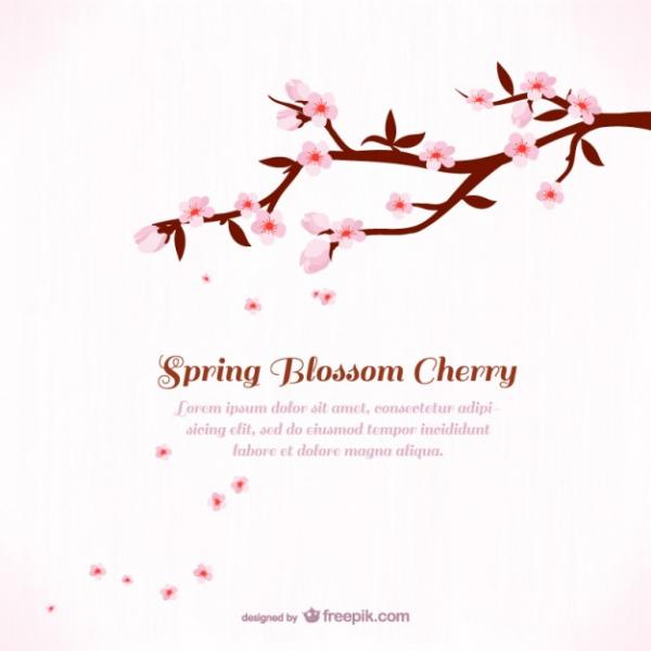 Sakura Blossom clipart