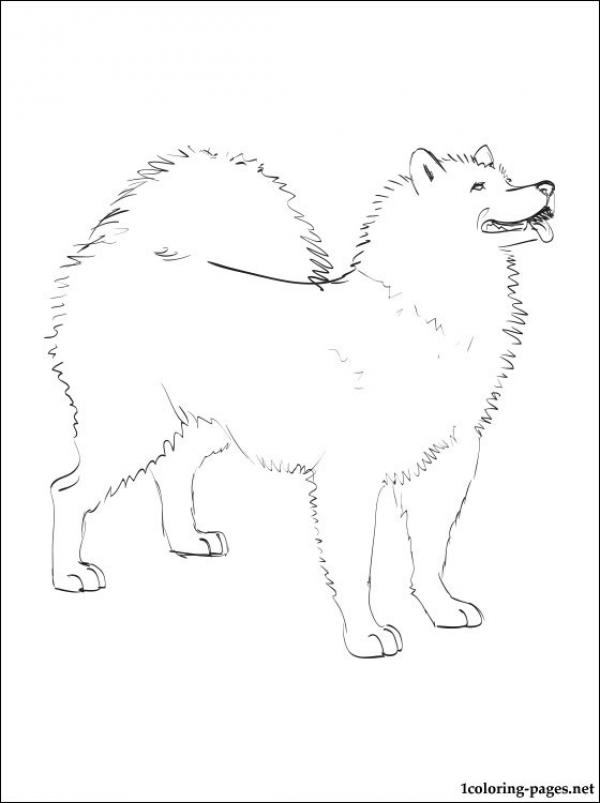 Samoyed coloring