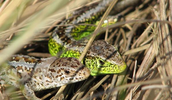 Sand Lizard coloring