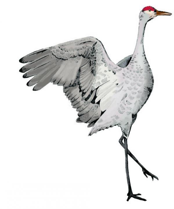 Sandhill Crane clipart