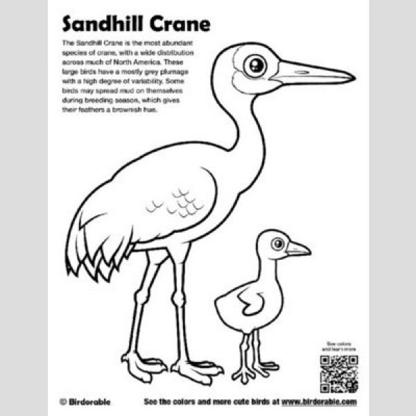 preview Sandhill Crane coloring