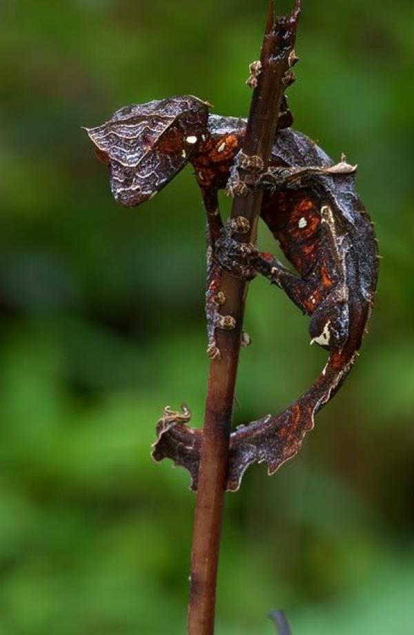 preview Satanic Leaf-tailed Gecko coloring