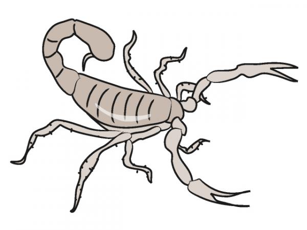 preview Scorpion clipart