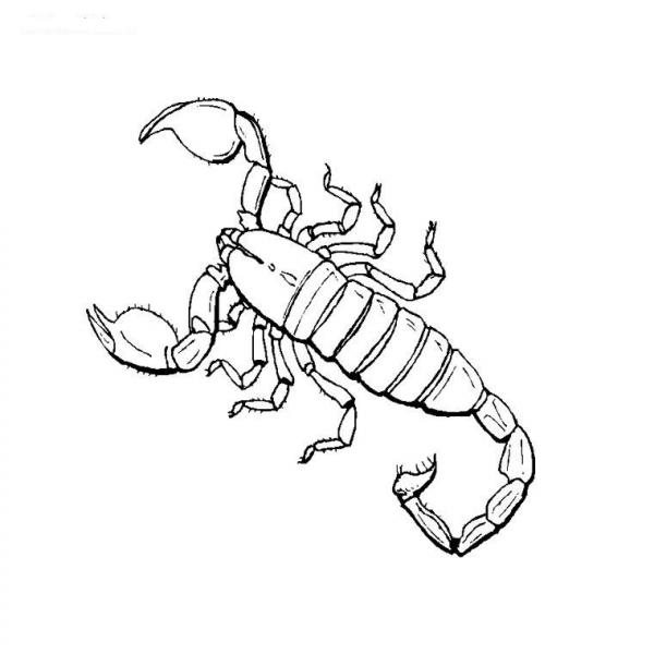 preview Scorpion coloring