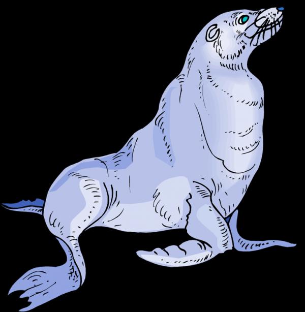 Sea Lion clipart