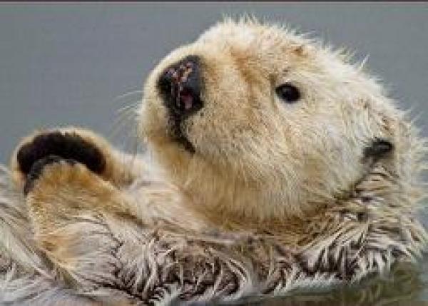 Sea Otter clipart