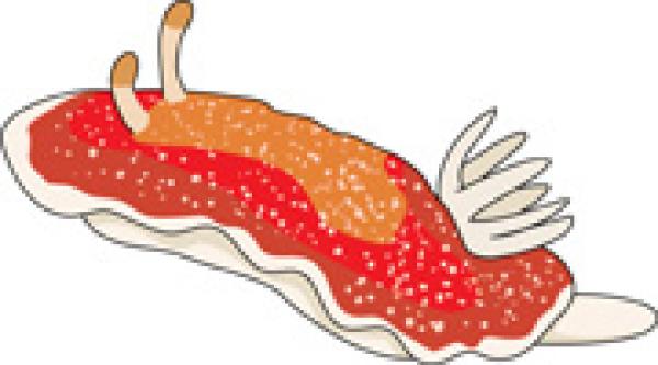 Sea Slug clipart