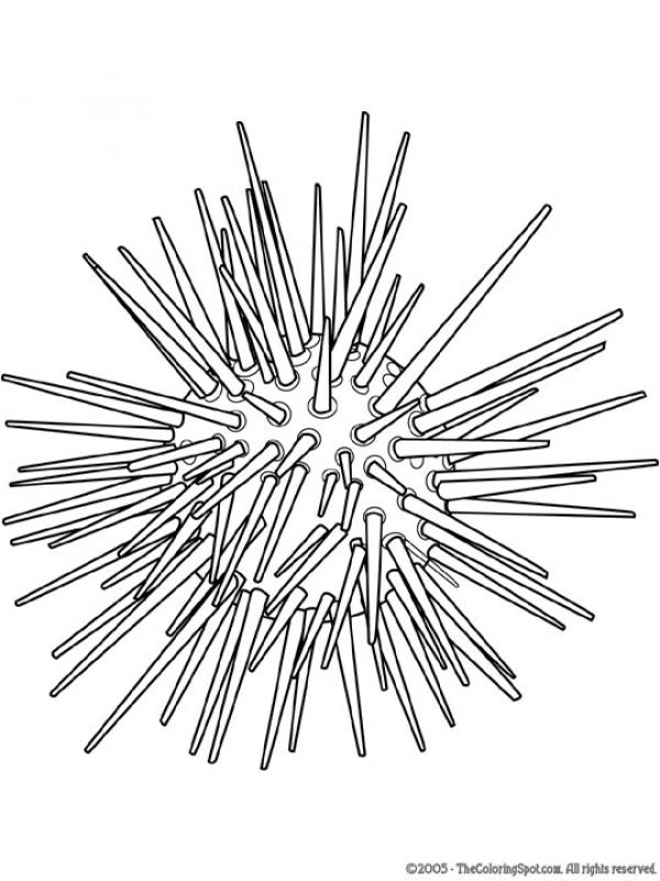 preview Sea Urchin coloring