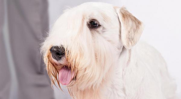 preview Sealyham Terrier coloring