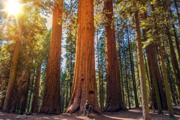 Sequoia National Park clipart