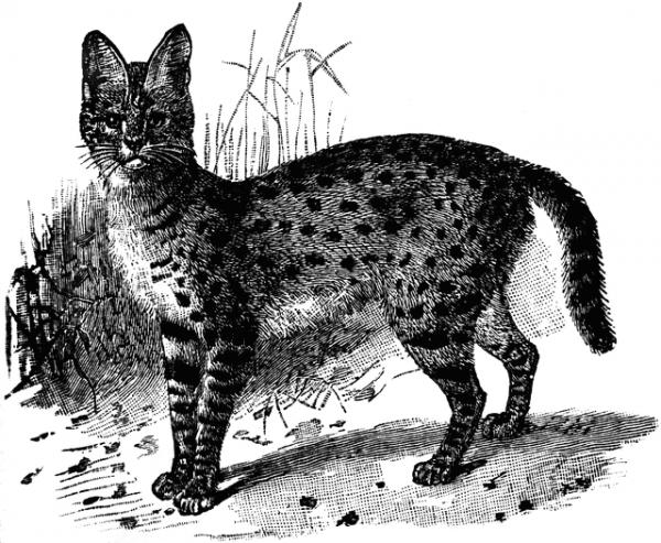 Serval clipart