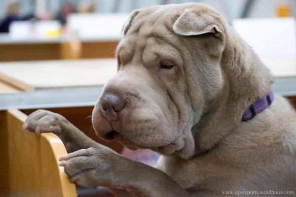preview Shar Pei coloring