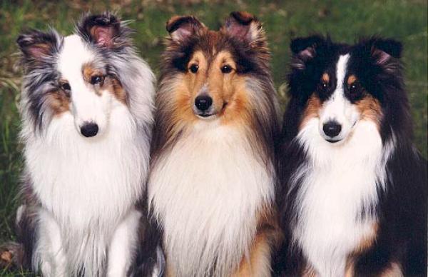 preview Shetland Sheepdog coloring