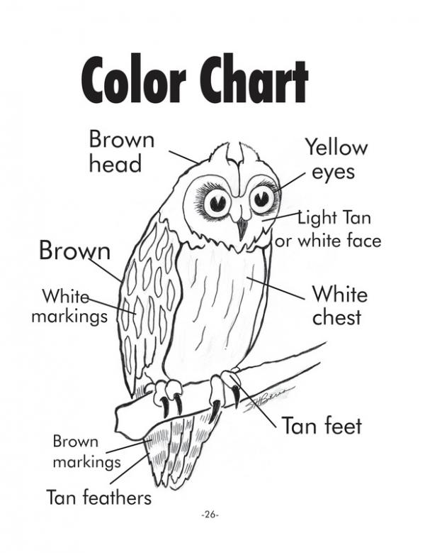 preview Short-eared Owl coloring