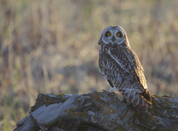 preview Short-eared Owl svg