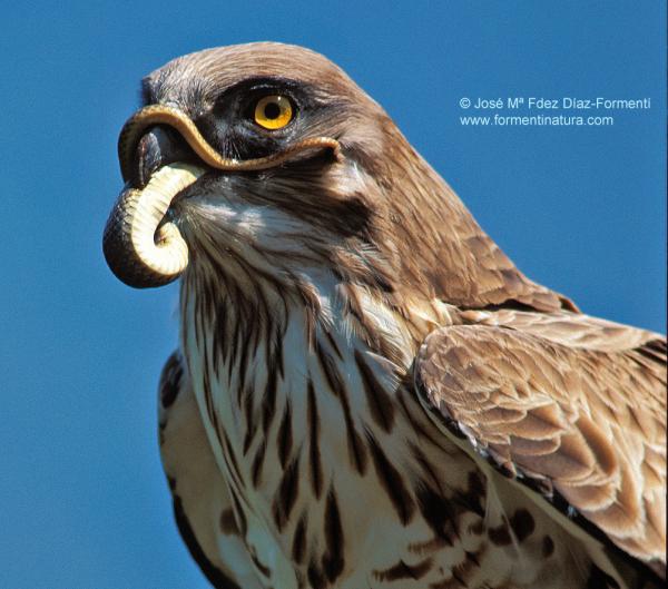 preview Short-toed Snake Eagle coloring