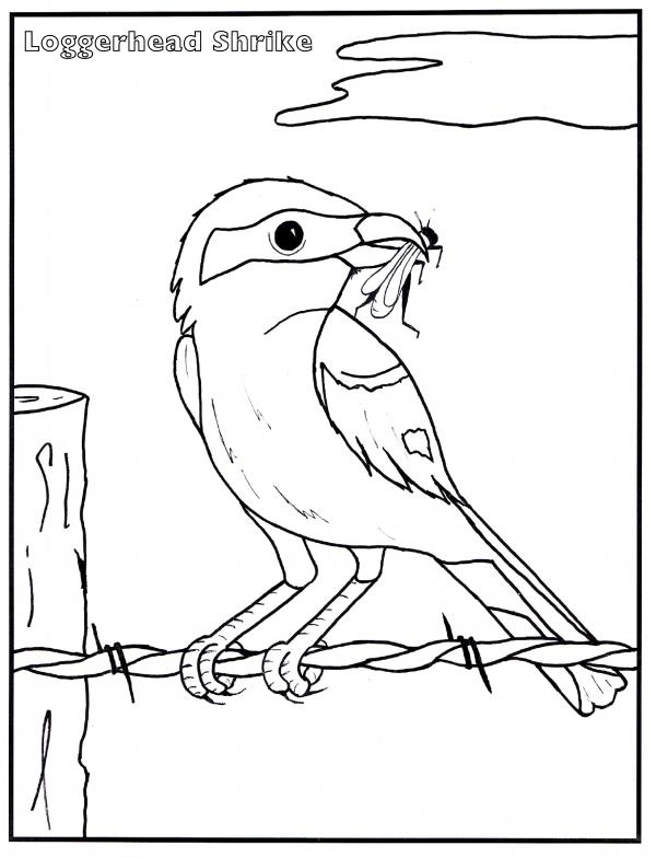 Shrike coloring