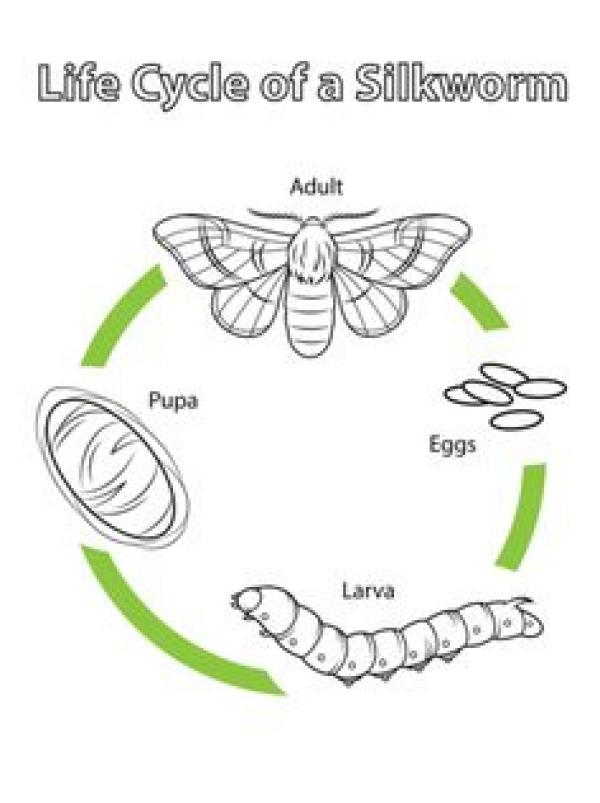 preview Silk Moth coloring