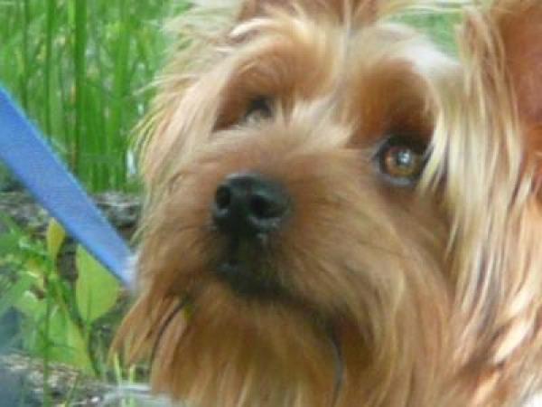 preview Silky Terrier coloring