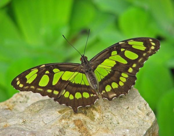 Siproeta Stelenes coloring