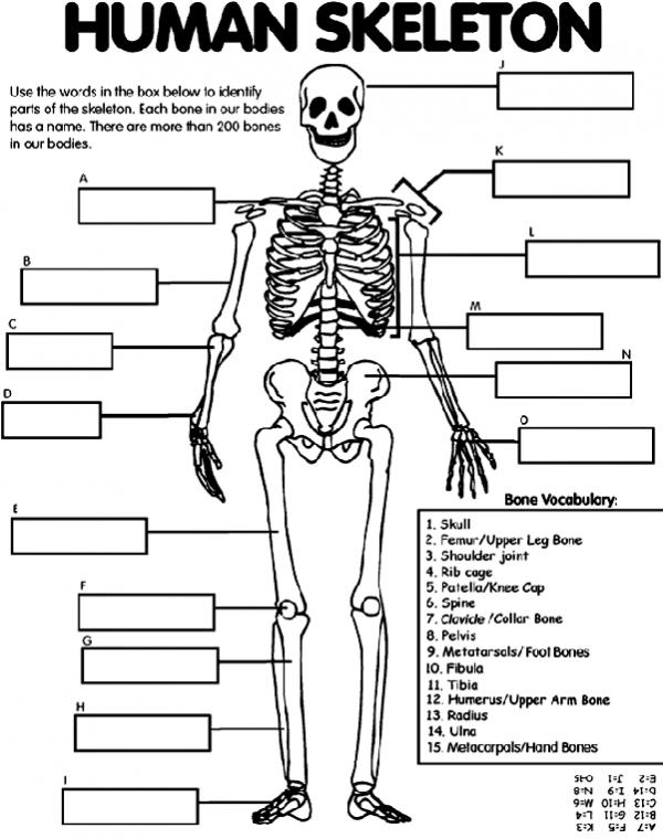 preview Skeleton coloring