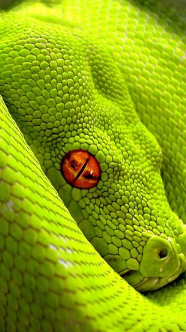 preview Smooth Green Snake coloring