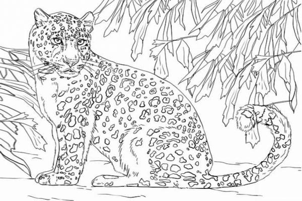 preview The Snow Leopards coloring