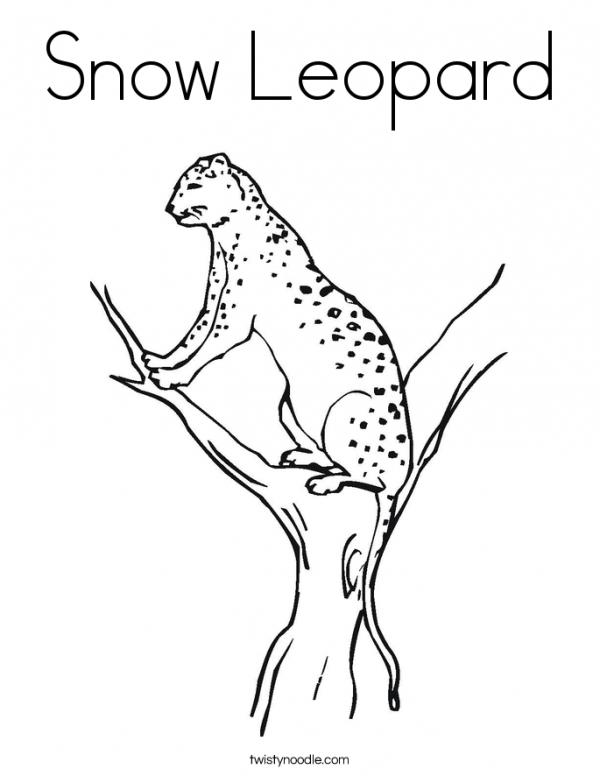 Snow Leopard coloring