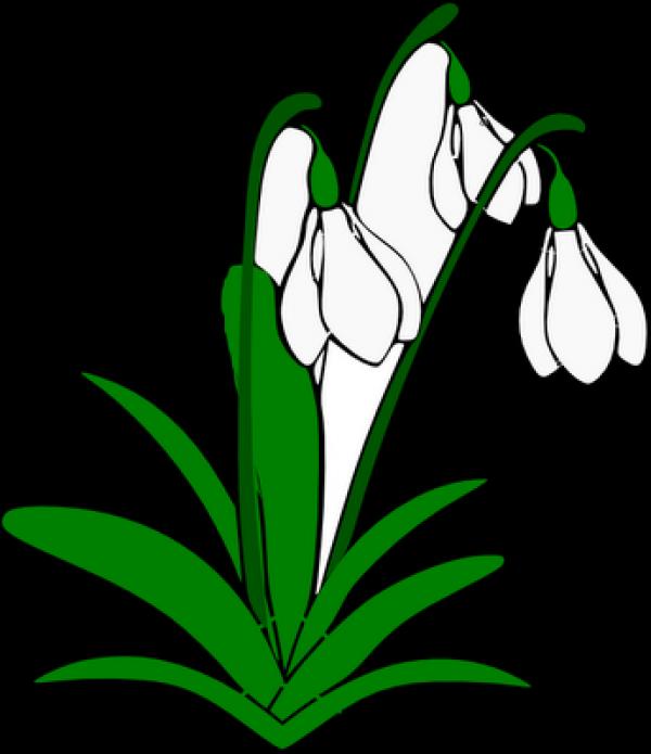 preview Snowdrop clipart