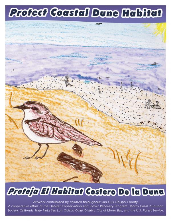 preview Snowy Plover coloring